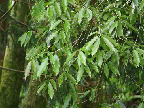 Quercus stenophylloides, photograph 5