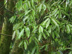 Quercus stenophylloides, photograph author not stated, no rights reserved