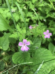 Geranium robertianum