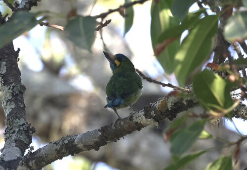 Psilopogon australis observed 2026-09-24