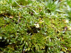 Lysipomia montioides