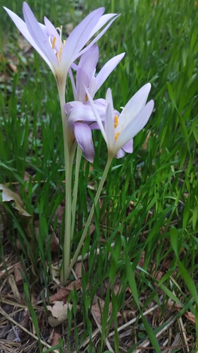 Autumn Crocus
