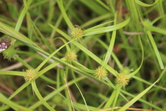 Cyperus erectus
