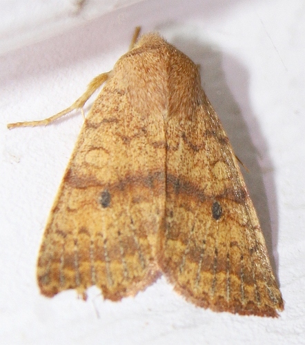 Bicolored Sallow