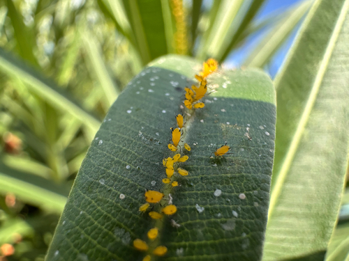 Oleander Aphid