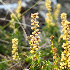 Lomandra obliqua