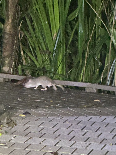 Uromys caudimaculatus observed 2026-09-26