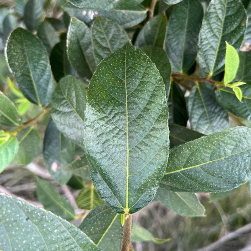 Ficus coronata