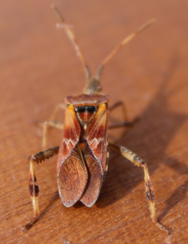 Western Conifer Seed Bug