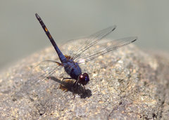 Trithemis festiva