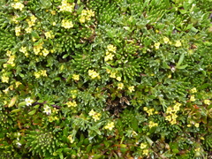 Valeriana aretioides