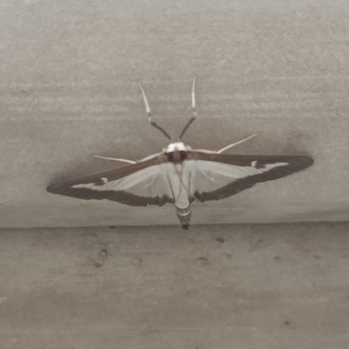 Box Tree Moth