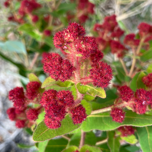 Angophora hispida