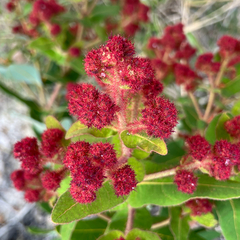 Angophora hispida