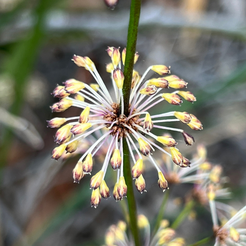 Lomandra multiflora, photograph 2
