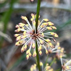 (c) James K. Douch, some rights reserved (CC BY-SA) Lomandra multiflora, photograph (c) James K. Douch, some rights reserved (CC BY-SA)