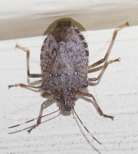 Brown Marmorated Stink Bug