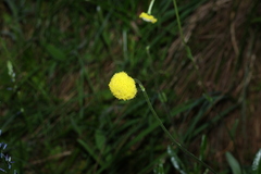Craspedia variabilis