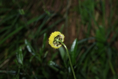 Craspedia variabilis, photograph (c) Greg Tasney, some rights reserved (CC BY-SA)