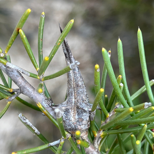 Hakea teretifolia