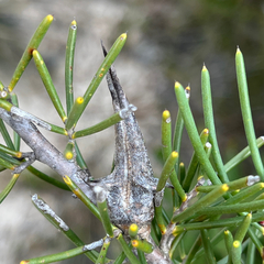 Hakea teretifolia