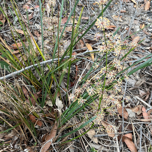 Lomandra multiflora, photograph 3