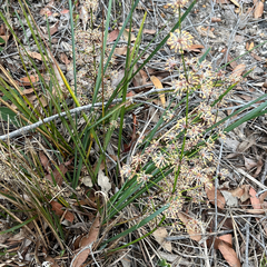 (c) James K. Douch, some rights reserved (CC BY-SA) Lomandra multiflora, photograph (c) James K. Douch, some rights reserved (CC BY-SA)