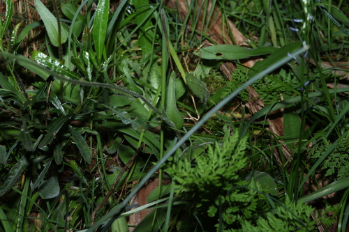 Craspedia variabilis, photograph 2