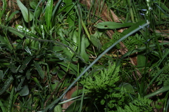 Craspedia variabilis, photograph (c) Greg Tasney, some rights reserved (CC BY-SA)