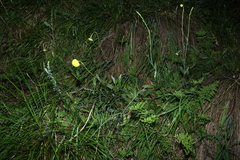 Craspedia variabilis, photograph (c) Greg Tasney, some rights reserved (CC BY-SA)