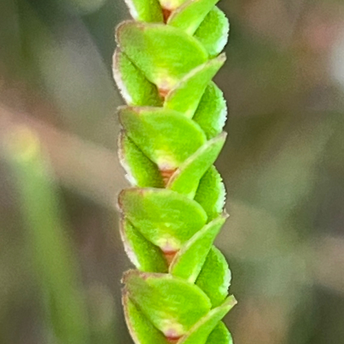 Baeckea imbricata