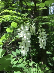 Robinia pseudoacacia