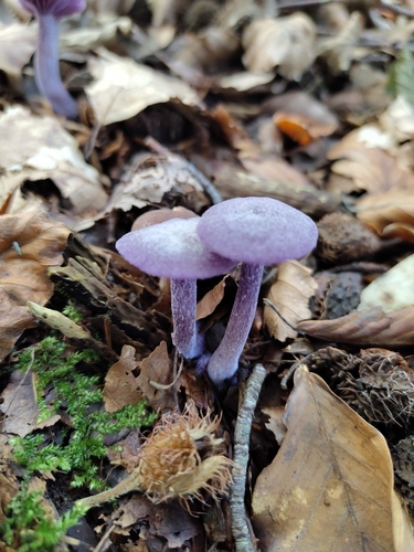 Amethyst Deceiver