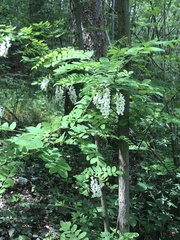 Robinia pseudoacacia