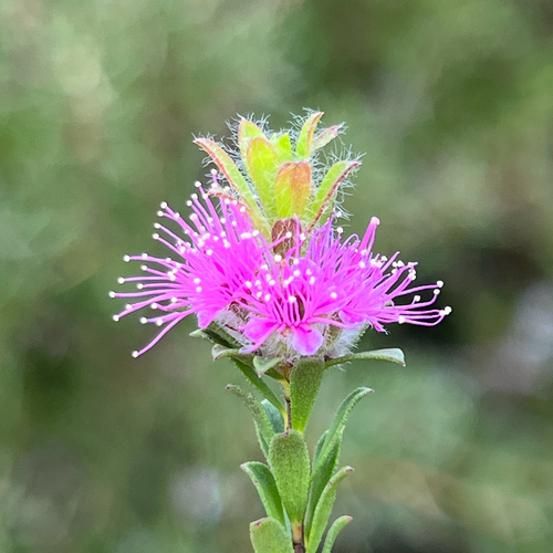 Kunzea capitata, photograph 2