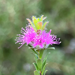 Kunzea capitata, photograph (c) James K. Douch, some rights reserved (CC BY-SA)