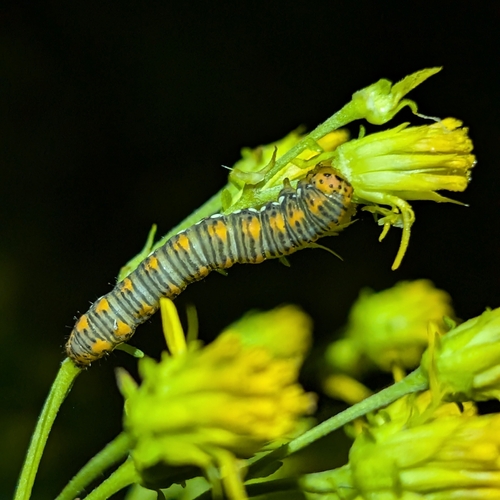 Gold Moth