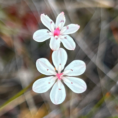 Burchardia umbellata, photograph (c) James K. Douch, some rights reserved (CC BY-SA)
