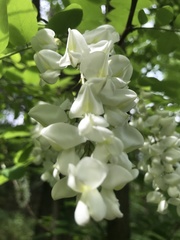 Robinia pseudoacacia