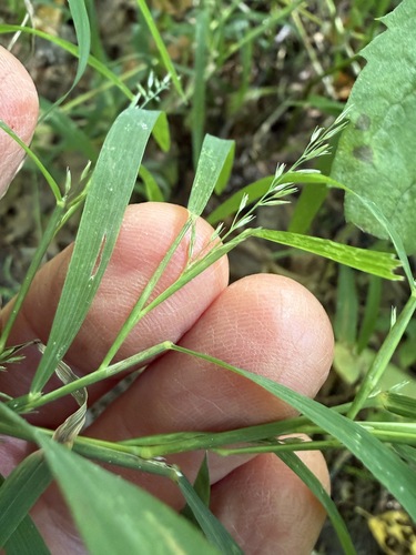 Muhlenbergia frondosa observed 2026-09-23
