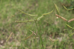 Dactyloctenium geminatum