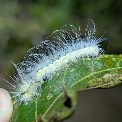 Fall Webworm Moth