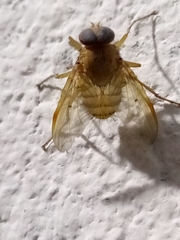 Ormia punctata