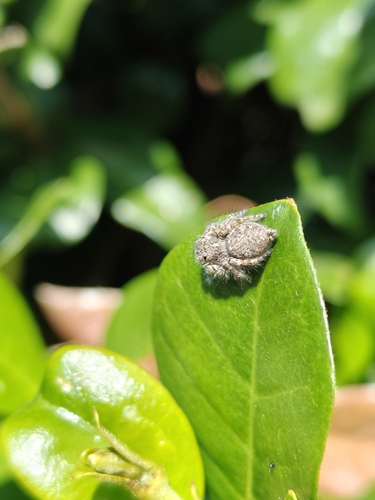Red-bellied Jumping Spider
