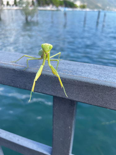 Transcaucasian Giant Mantis