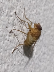 Ormia punctata