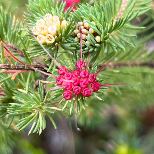 Darwinia fascicularis