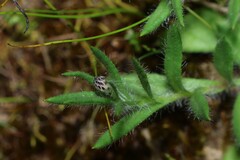 Leptorhynchos squamatus