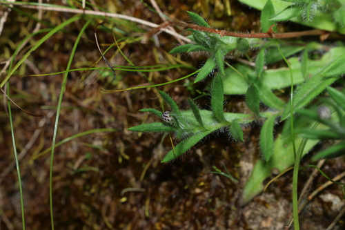 Leptorhynchos squamatus, photograph 1
