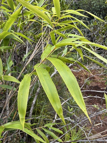 Greslania rivularis observed 2026-09-26
